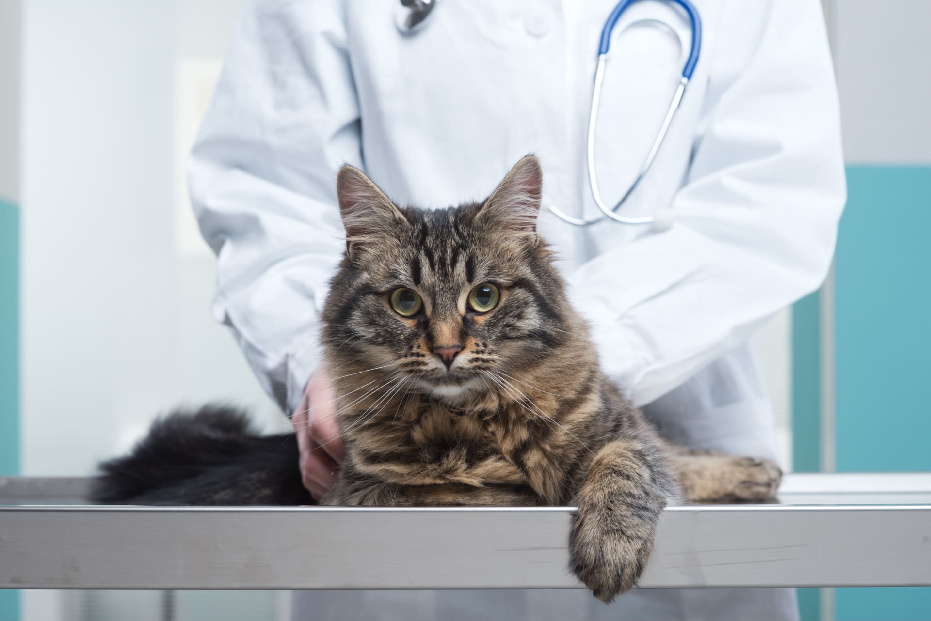 Agurkebændelorm hos katte: Genkend symptomerne og behandl dem med succes